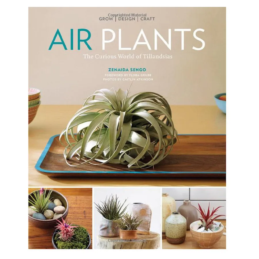 Air Plants: The Curious World of Tillandsias